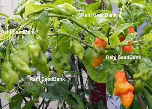 Trinidad Seasoning Chilli, The Most Popular Trinidad and Tobago Seasoning Pepper - Picture 5 of 8
