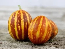 25 Heirloom Rich Sweetness Melon Seeds - Candy Sweet Personal Sized Exotic Melon