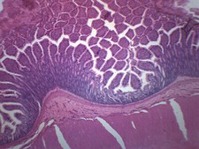 Mammalian Colon - CS - Prepared Slide - 75x25mm - Eisco Labs
