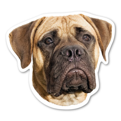 Bull Mastiff Magnet
