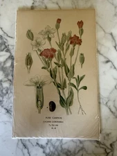 Antique Floral Print Torenia Fournieri 1896