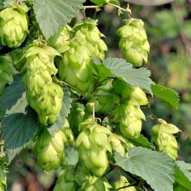 BEER HOPS Seeds BULK *FREE Shipping!* Common Humulus lupulus Bulk