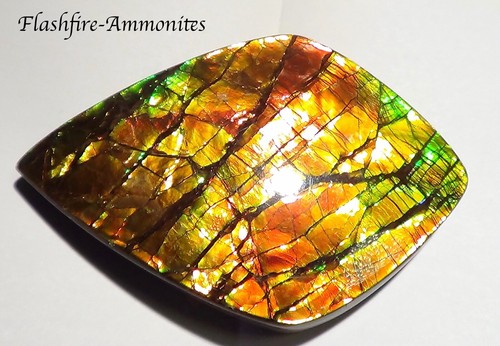 340 Carat.!! I Sammler Ammolite /Drachenschuppe Rot Grün-Golden-Orange   + VIDEO - Bild 1 von 7