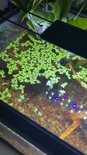 Duckweed Live Organic Floating Aquarium Plants , Indoor Grown