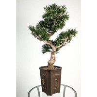 Artplants KüNstlicher Bonsai Podocarpus Im Topf, 320 BläTter, 90Cm
