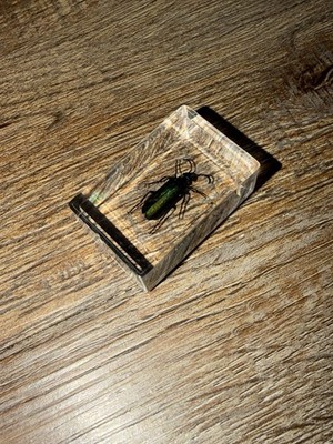 REAL Iridescent Clear Resin Beetle *Small* Collectible Handmade
