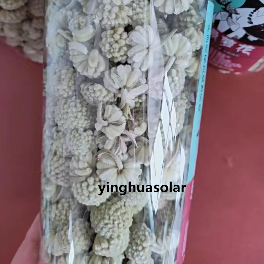 Wild Himalaya Grade AA Money Spent Green Bonnie Flower Money Plant Flowers500g