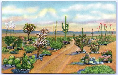 Postcard AZ Various Species of Cactus Seen on the Desert J12
