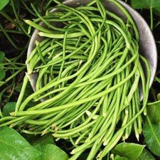 White Yard Long Bean Seeds - 60 Count - For 2026 Planting Pole Bai-Lung Light