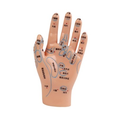 Anatomische Handschannin Chinesische Meridianer Vielseitiges Bildungsstudium