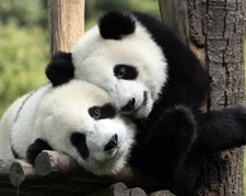 Panda Bears 8X10 Photo Print