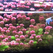 Cabomba Furcata Red | Aquarium Plants Factory®