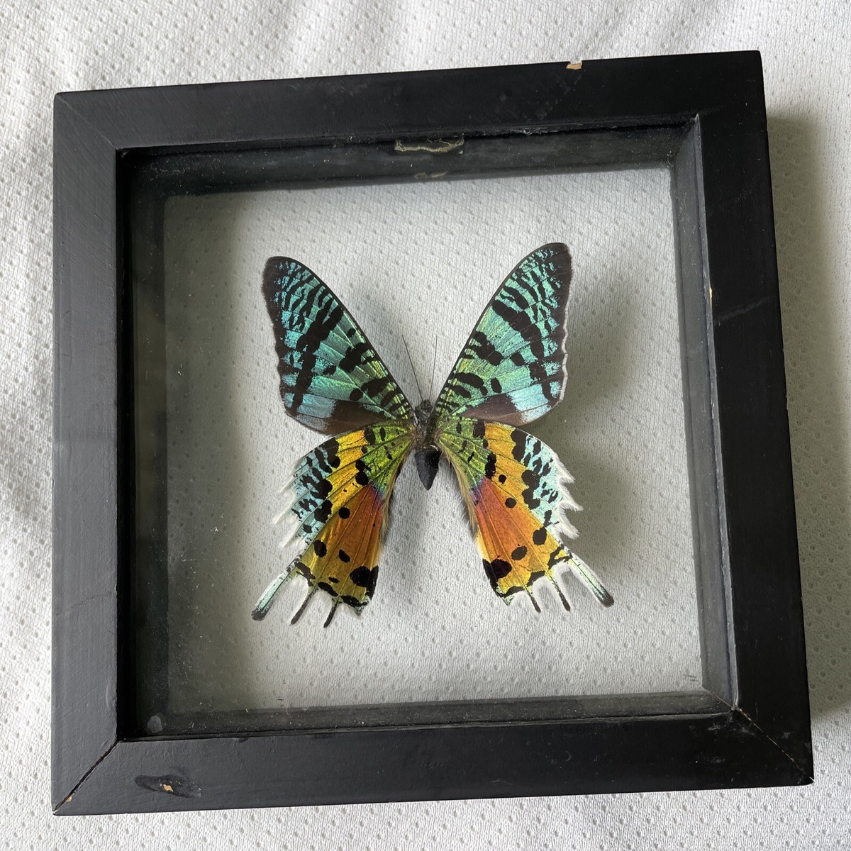 Urania Ripheus REAL FRAMED MOTH BUTTERFLY MADAGASCAR SUNSET Shadow