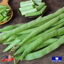 Bean Fresh Seeds - Pole - Kentucky Wonder Brown Non-GMO Heirloom Garden