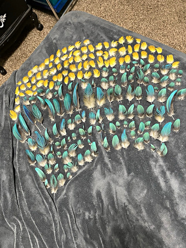 196 Assortment Blue Gold Macaw Feathers | ethically collected