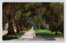 Vintage Pasadena Marengo Ave Pepper Trees Lithograph Postcard CA
