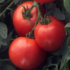 Tomato Seeds 25 Seeds Tomato Bush Early Girl Determinate 65 Days