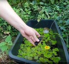 gelb Zwergseerose kleine Seerose Teichpflanzen Deko für den Miniteich Miniteiche