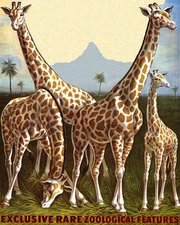 POSTER GIRAFFE RARE ZOOLOGICAL FEATURES WILD ANIMALS VINTAGE REPRO FREE S/H
