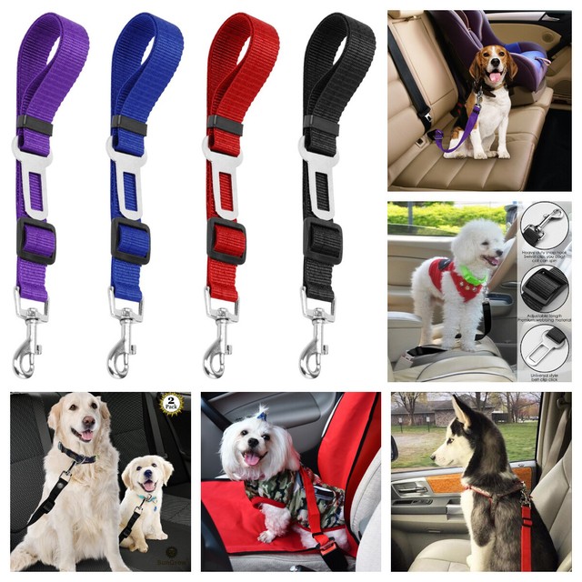 seat belt lead for dogs