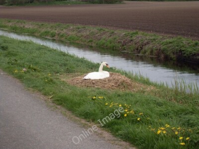 Photo 6x4 River - with swan on its nest in the foreground Holme/TL1987  c2010