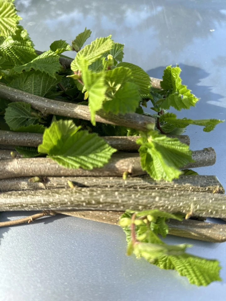 Haselnuss ,Äste, Zweige Nager, Pferde, Bio,Bastelholz Knabberholz 300Gramm - Bild 3 von 4