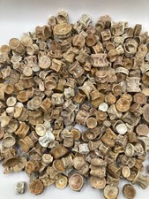 Enchodus Fossil Vertebrae Genuine Eocene Fish Bones Morocco Collector & Craft