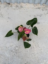 Pink Anthurium Tropical Houseplant Potted, Indoor/Outdoor Broadleaf 4
