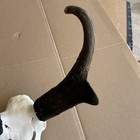 European Pronghorn Antelope Skull Mount — photo 4