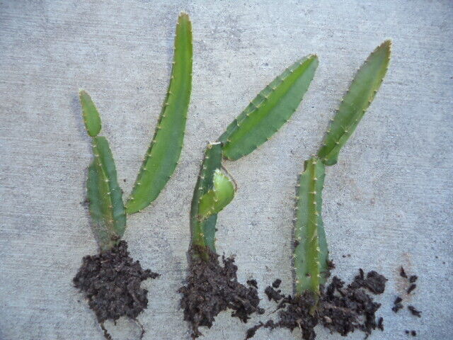 Dragon Fruit Plant Yellow Variety