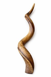 36” Yemenite Kudu Shofar Ram Horn Half Polished Natural Beauty Judaica Kosher