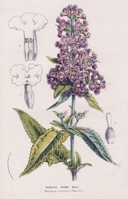 Himalaya butterfly bush Buddleja crispa flowers botany van Houtte Lithographie