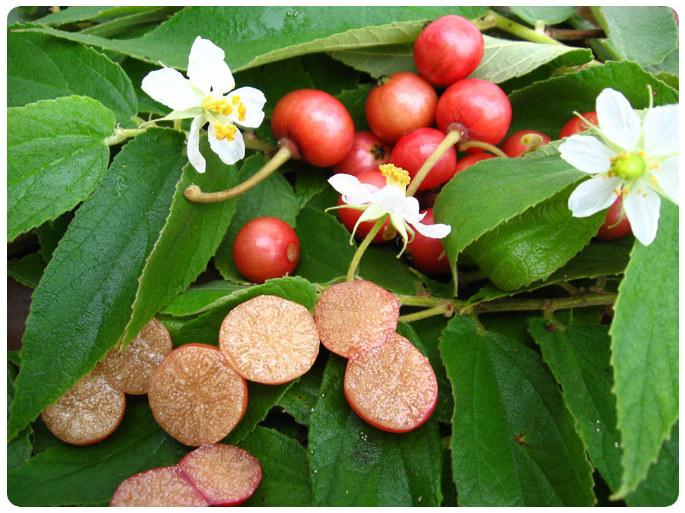 50 semillas de cereza jamaicana Muntingia Calabura fruta dulce tropical rara