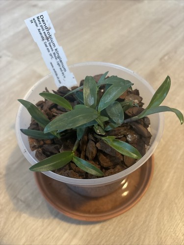 Rare Demdrobium Kingianum Young Plant, Not In Bloom.