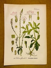 1886 ANTIQUE PICTURES LITHOGRAPH ART PRINT BOTANY FLOWER FLORA NATURE DECO PO...