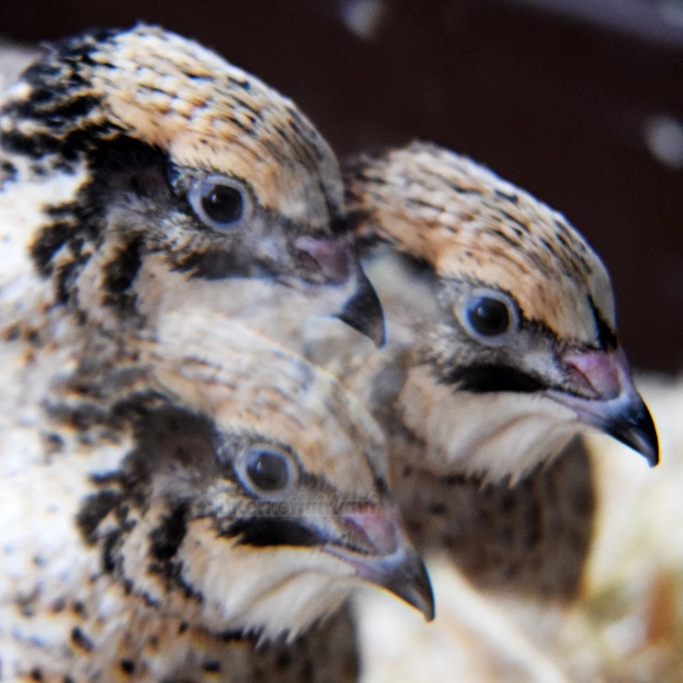 55mm 3-fach Multi Image Filter Prisma Tricklinse - 55 mm - Bild 4 von 4