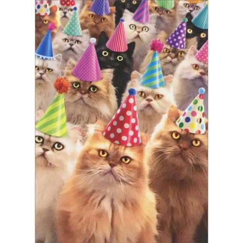 Avanti Press Roomful of Staring Cats Wearing Party Hats Funny Birthday Card