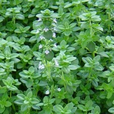 German Winter Common Thyme Seeds 1000 HERB GROUNDCOVER PERENNIAL FREE SHIPPING