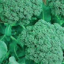 Broccoli Seeds | Waltham 29 Broccoli Seeds | NON-GMO | Heirloom| Vegetable