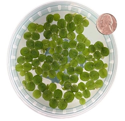 70+ Leaves Water Spangles - Salvinia Minima Floating Live Aquarium Plants