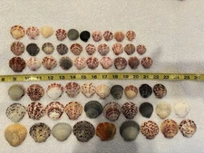Calico Scallop Seashells  - Lot Of 60!  Shells are from Sanibel island Florida