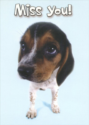 Brown and White Beagle Puppy Closeup Funny Humorous Miss You Card