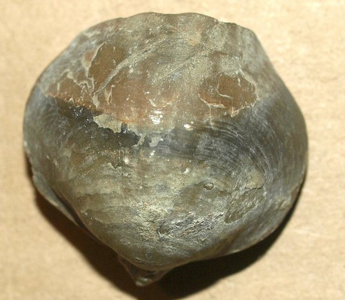 VERY NICE Devonian Brachiopod- Tomestenoporhynchus rudkini (Ljaschenko, 1959) - Picture 3 of 10