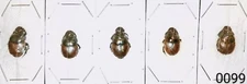 Scarabaeinae Digitonthophagus bonasus MorF 10-12mm PACK 5 pcs THAILAND - #0099