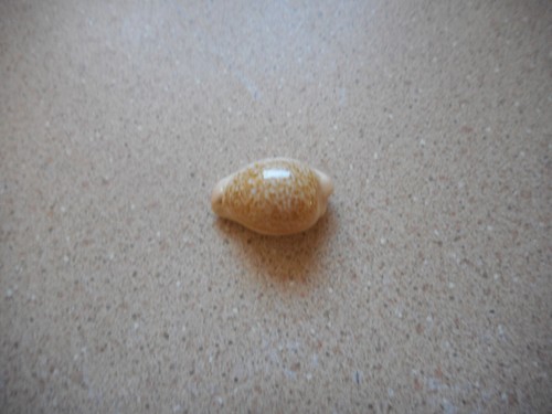 Cypraea fuscorubra,South African endemic Gem! - Picture 2 of 7