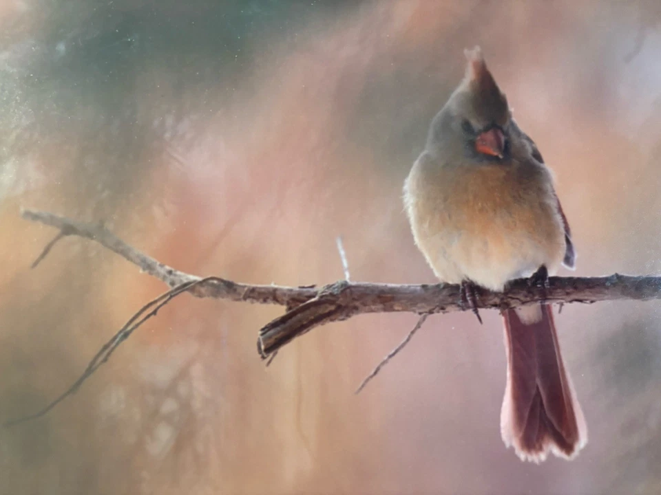 Impresión fotográfica firmada por Thomas Mangelsen The Limb-Female Cardinal Limited enmarcada Foto 2 de 4