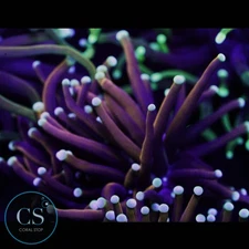 CS Blue Tips Knicks Gold Torch - WYSIWYG LIVE CORAL