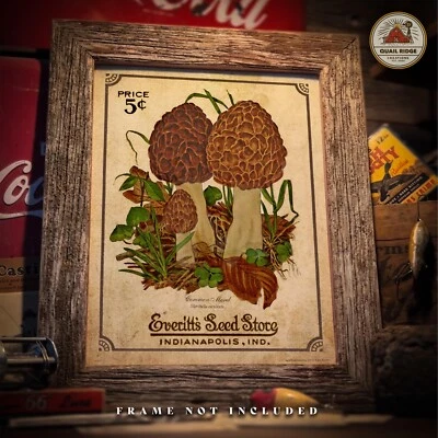 Morel Mushrooms Art Print 11x14 Mushroom Hunting Artwork Cabin Wall Decor Gift