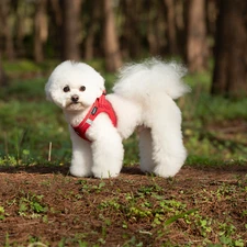 Small Dog Breathable Mesh Harness Soft Reflective Puppy Vest Chest Strap XXXS-L