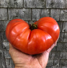 240 Giant Beefsteak Tomato Seeds ---------- HUGE - Heirloom -- NON GMO -- FRESH